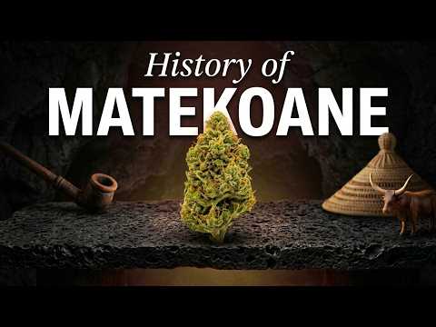 Video thumbnail for the history of the Matekoane African landrace