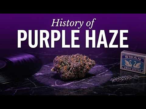 Video thumbnail for the history of the Purple Haze strain