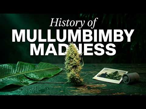 Video thumbnail for the history of the Mullumbimby Madness Australian strain