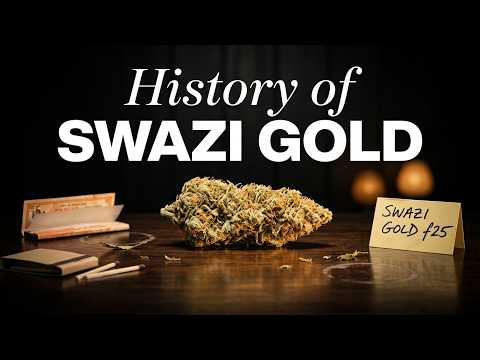 Video thumbnail for the history of the Swazi Gold southern African strain