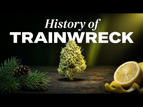 Video thumbnail for the history of the Trainwreck sativa and its name