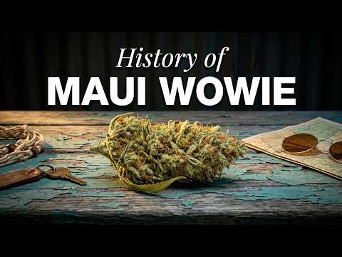 Video thumbnail for the history of the Maui Wowie Hawaiian sativa