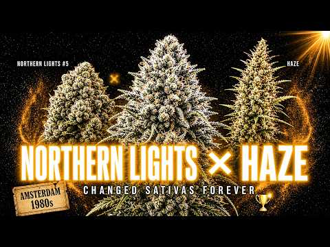 Video thumbnail for the history of the Northern Lights Haze cross