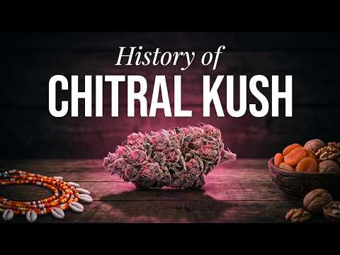 Video thumbnail for the history of the Chitral Kush Pakistani landrace