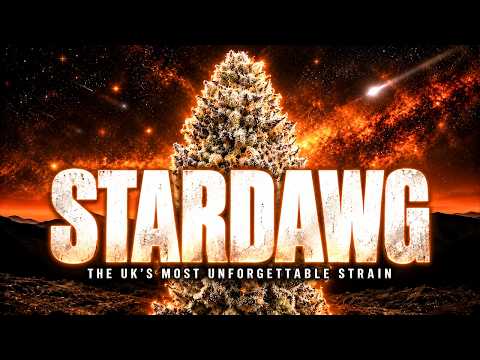 Video thumbnail for the history of the Stardawg strain in the UK