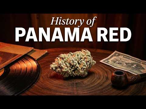 Video thumbnail for the history of the Panama Red strain from the 1960s
