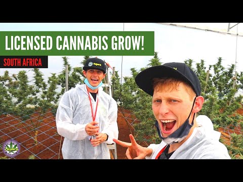 Thumbnail for the video Licensed Cannabis Grow in South Africa