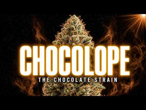 Video thumbnail for the history of the Chocolope strain and its chocolate character