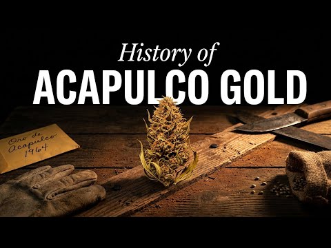 Video thumbnail for the history of the Acapulco Gold strain from the 1960s