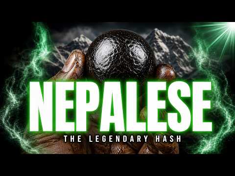 Video thumbnail for the history of the Nepalese landrace and its hash tradition