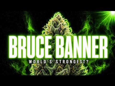 Video thumbnail for the history of the Bruce Banner strain