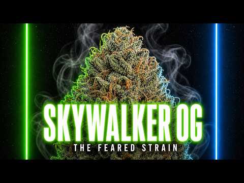 Video thumbnail for the history of the Skywalker OG strain and its reputation