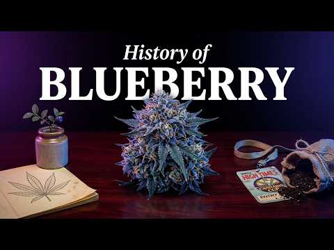 Video thumbnail for the history of the Blueberry strain from the 1980s