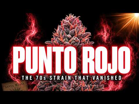 Video thumbnail for the history of the Punto Rojo Colombian strain