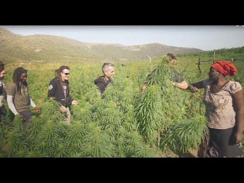 Thumbnail for Strain Hunters South Africa Expedition, Episode 1