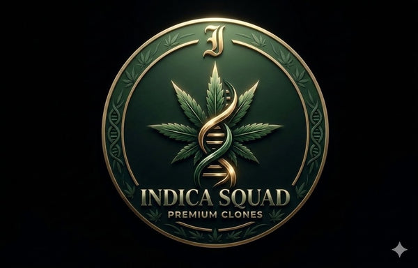 Indica Clones