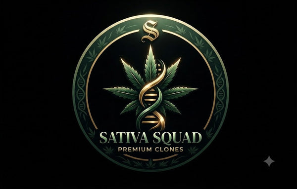 Sativa Clones