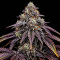 "Bloodbath cannabis plant, close-up of deep reddish-purple buds with fiery amber pistils and a heavy frosting of crystalline trichomes. We sell a clone of this plant, not the mature plant shown."