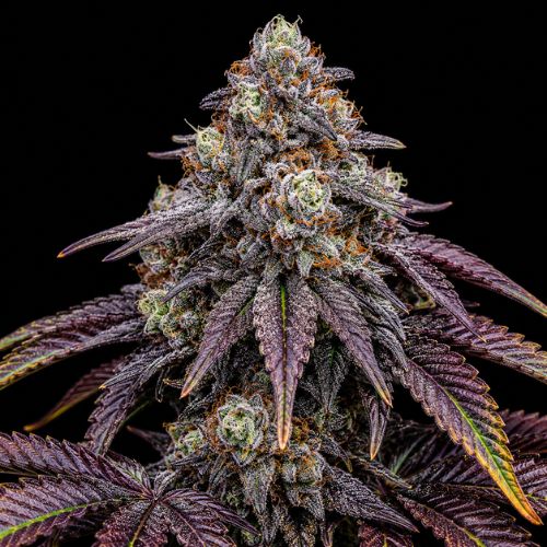 "Bloodbath cannabis plant, close-up of deep reddish-purple buds with fiery amber pistils and a heavy frosting of crystalline trichomes. We sell a clone of this plant, not the mature plant shown."