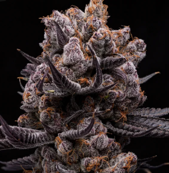 Chimera #2 mature plant reference image showing dense, heavily resin-coated flowers with green and purple tones. CloneBuzzz Genetics supplies young rooted clones, not the mature plant shown.