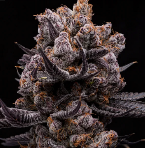 Chimera #2 mature plant reference image showing dense, heavily resin-coated flowers with green and purple tones. CloneBuzzz Genetics supplies young rooted clones, not the mature plant shown.