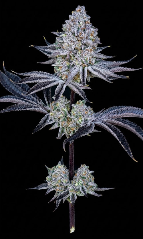 Crimson Milk #3 mature plant reference image showing dense, heavily resin-coated flowers with deep purple tones and orange pistils. CloneBuzzz Genetics supplies young rooted clones, not the mature plant shown.