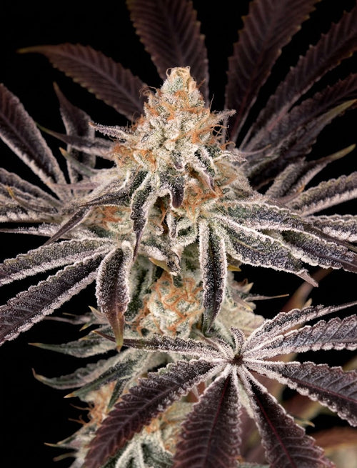A close-up of a cannabis flower bud with frosty white trichomes and orange pistils, surrounded by dark purple to brown leaves against a black background. Dark Phoenix cannabis clone cutting, close-up of resin-coated foliage. Clones ship as young rooted cuttings