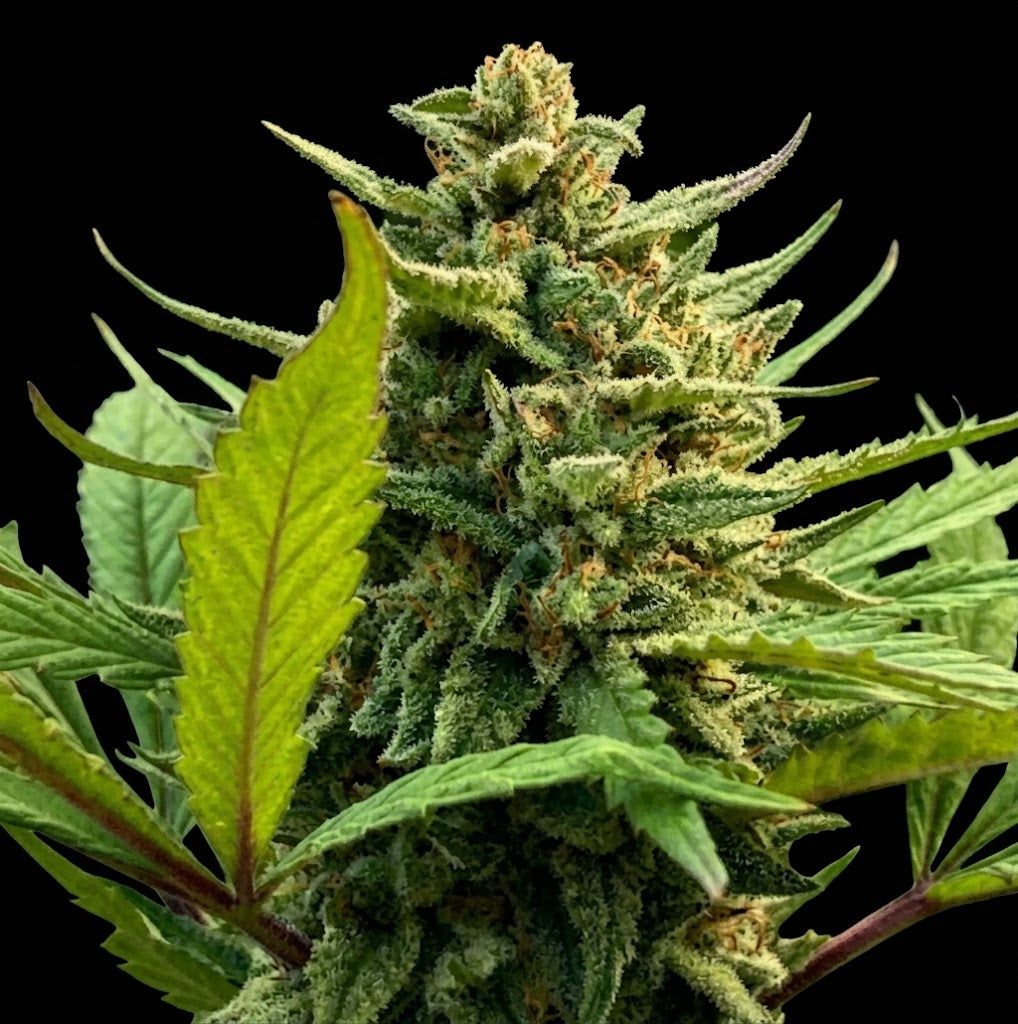 "Gelato Bankai #41 cannabis plant, close-up of royal purple buds with fiery orange pistils and heavy trichome frost. We sell a clone of this plant, not the mature plant shown."