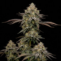 Godfather OG mature plant reference image showing dense, resin-coated flowers with deep green tones and orange pistils. CloneBuzzz Genetics supplies young rooted clones, not the mature plant shown.