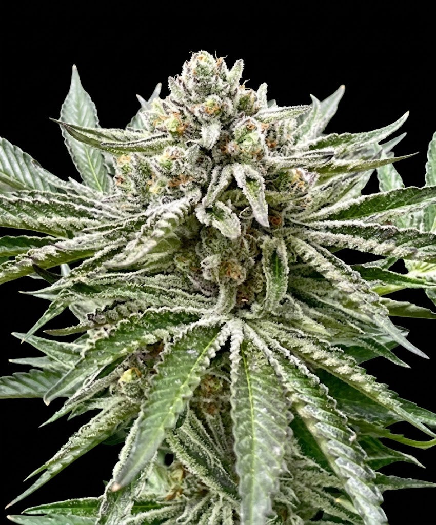 Gorilla Glue #4 cannabis plant, close-up of resin-coated buds showing the strain's signature sticky trichome coverage. We sell a clone of this plant, not the mature plant shown."