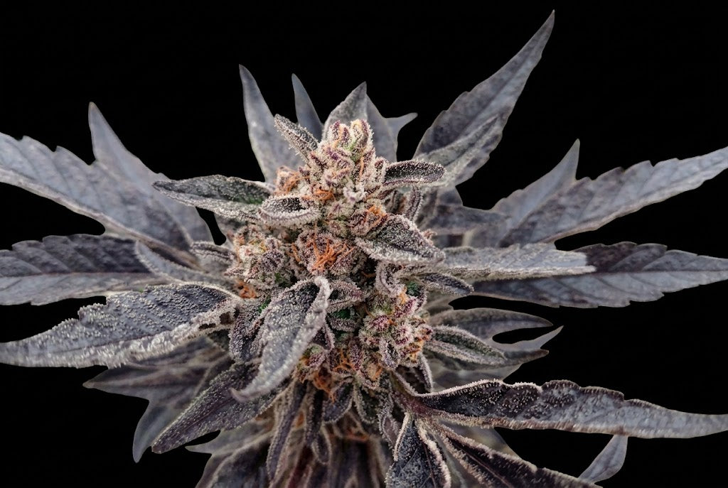 "Watermelon Gelato cannabis plant, close-up of dense purple-tinted buds coated in amber trichomes. We sell a clone of this plant, not the mature plant shown."