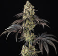 "Black Cherry Gusher cannabis plant, close-up of dense forest-green nugs frosted with crystalline trichomes and bright orange pistils. We sell a clone of this plant, not the mature plant shown."