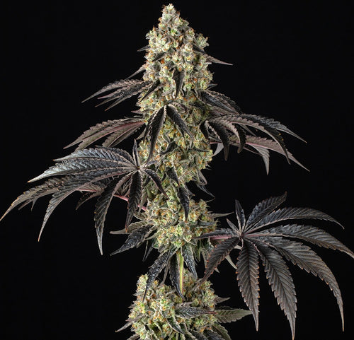 "Black Cherry Gusher cannabis plant, close-up of dense forest-green nugs frosted with crystalline trichomes and bright orange pistils. We sell a clone of this plant, not the mature plant shown."